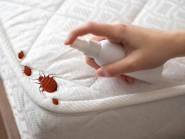 Best Emergency Pest Control  in Hendersonville, NC