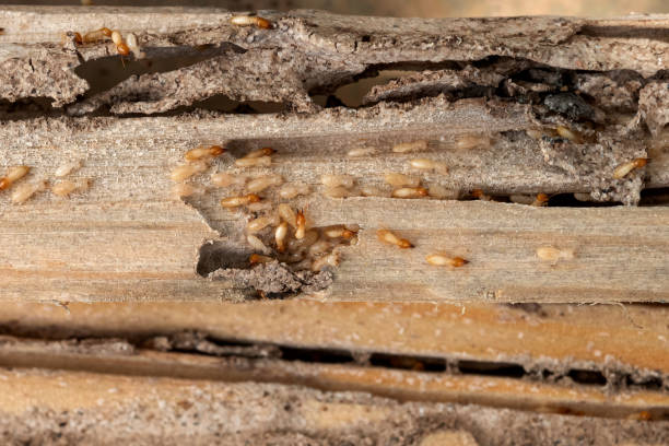  Hendersonville, NC Pest Control Pros
