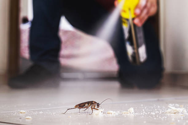 Best Best Pest Control Companies  in Hendersonville, NC